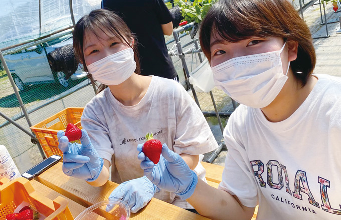 羽幌町いちご収穫体験